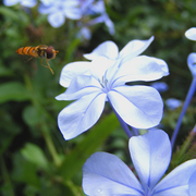 Bee_plumbago_fly_card