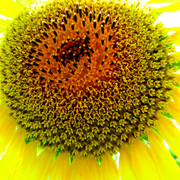 Sunflower_card