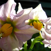 Potato_flowers_1_card