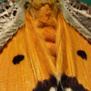 Moth_2_card
