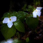 Woodland_light_card