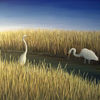 Egrets_2008__mid_kb_thumb