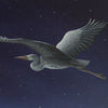 Heron_2008_mid_kb_thumb