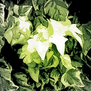Hsbis_card