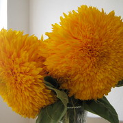 Img_0987_card