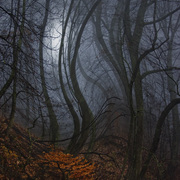 Nightwalks_card