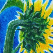 Sunflower_new_art_8-12-09_card