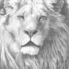 Lion_thumb