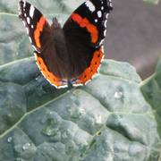 Butterflies_008_card