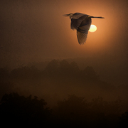 Great_blue_heron_card
