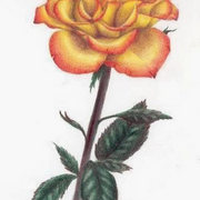 Rose_card