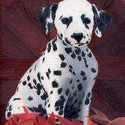 Dalm_card