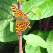 Butterflies_012_card