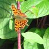 Butterflies_012_thumb
