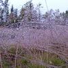 Cimg0139_thumb