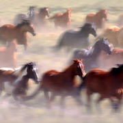 Wildhorses_card