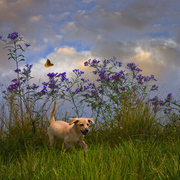 Fall_romp_card