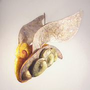Moth_8_card