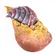 Fossil_2_card
