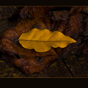September_textures_card