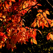 Dsc04316ap_card