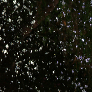 Rain_2_card