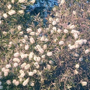 Bottlebrush_card