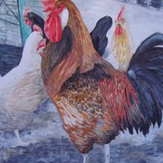 Gallos_11120_card