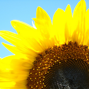 Sunny_sunflower_card