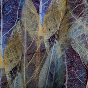Blue_leaves_card