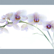 Pastel_life_card