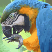 Parrot2_card
