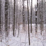 Winter_woods2_card