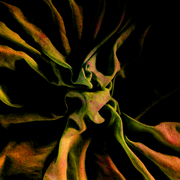 Fod_4_card