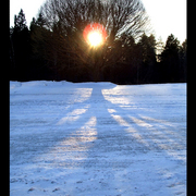 Sun_tree_card
