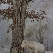 White_bull_card