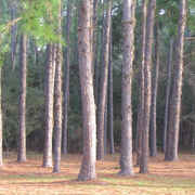 Pines