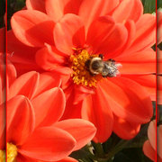Bees-2