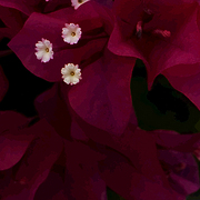 Darkred_white_card