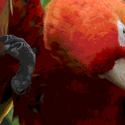 Posterized_parrot__card