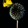 Butterflyd_thumb
