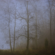 Mornling_walk_card