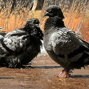 Colomb7_card