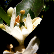Young_orange_card