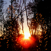 Sunset_grass_2_card