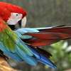 10x30_parrot_thumb