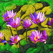Nympheas_card