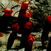 Nature03_artmoz_card