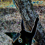 Puss6_card