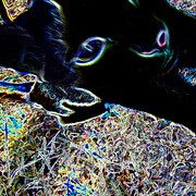 Puss5_card
